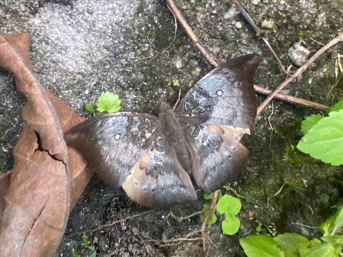 Sikkim: Rare butterfly 'Spotless Baron' spotted again in Dzongu after five years
